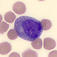 Myelocyte