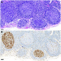 Cloaked in a starry sky