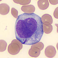 Promonocytes