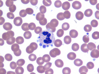 Platelet Satellitism