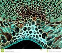 IE ADMINS REQUESTS REVISION FOR THE IMAGE UPLOADED BY CONTRIBUTOR (SENT BY EXPERT)