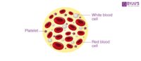 Normal Platelets